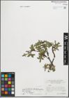 Foto von Salix hastata L.
